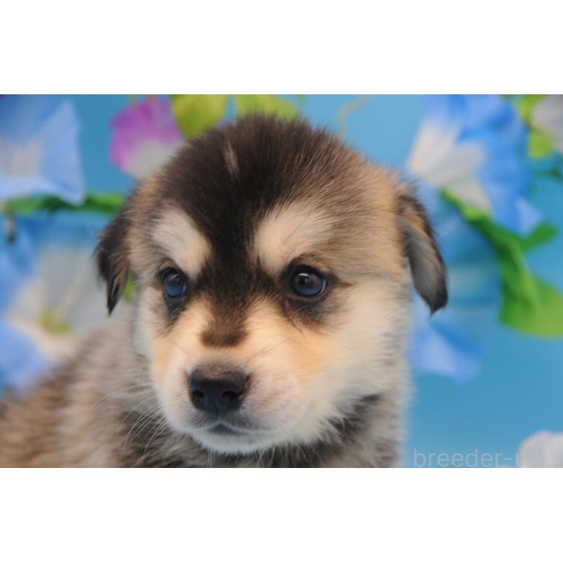 販売中の岡山県のミックス犬-399888の2枚目